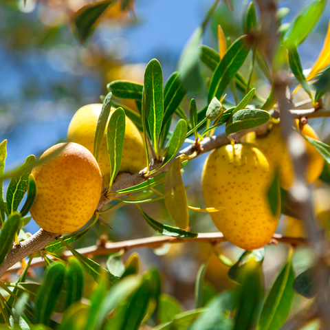 argania spinosa (argan) kernel oil /