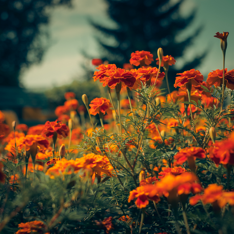 calendula officinalis (marigold) extract /