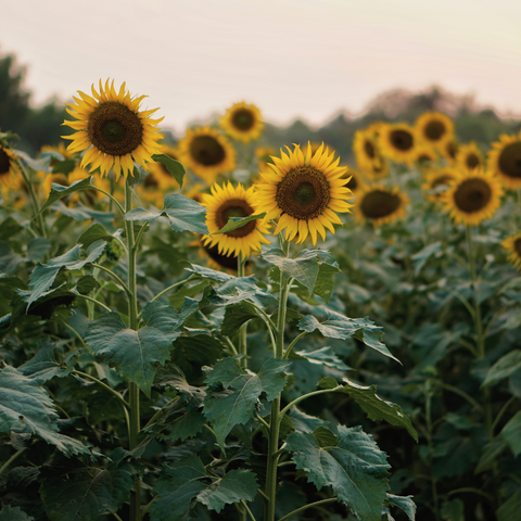 helianthus annuus (sunflower) seed extract /
