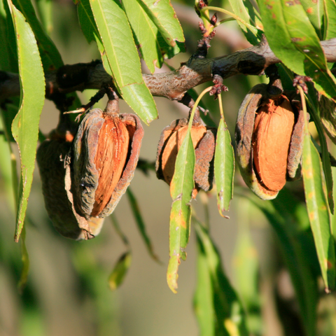 prunus amygdalus dulcis (sweet almond) oil