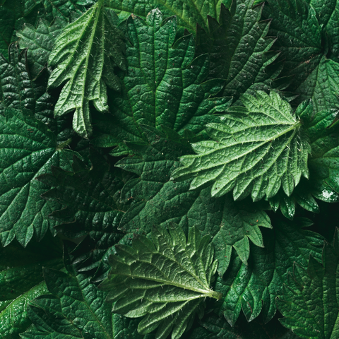 oat / nettle / horsetail / rosemary /