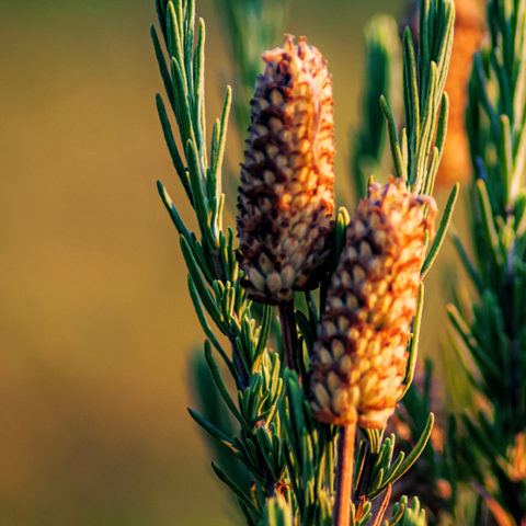 equisetum arvense (horsetail) /