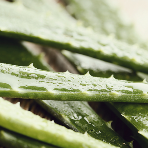 aloe barbadensis (aloe vera) leaf juice /