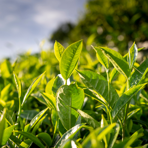 camellia sinensis (green tea) leaf extract