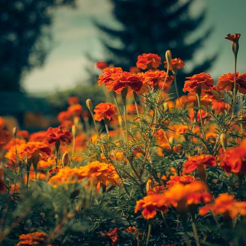 calendula officinalis (marigold) flower extract