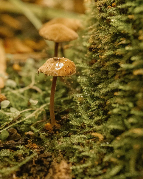 Fructose, sodium hyaluronate and polyporus umbellatus (mushroom) extract /
