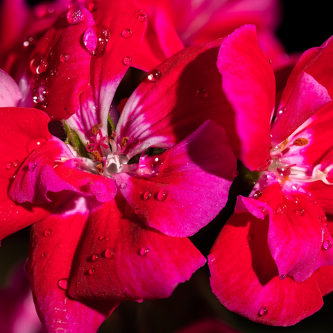 pelargonium graveolens (geranium rose) flower oil /