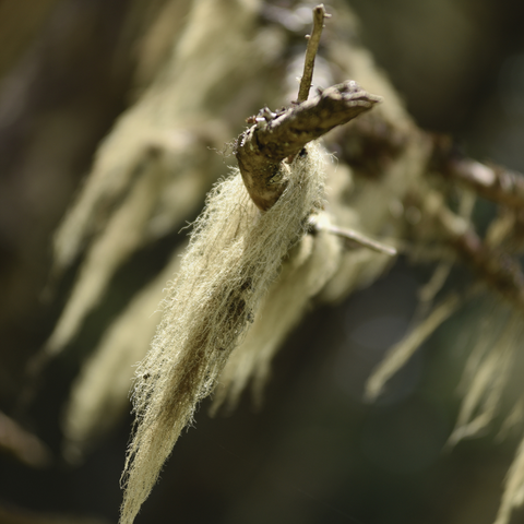 usnea barbata (lichen) extract /