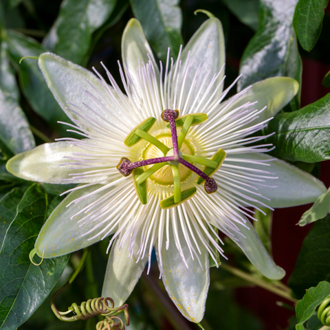 passiflora edulis fruit extract /