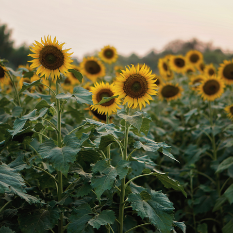 helianthus anuus (sunflower) seed oil /