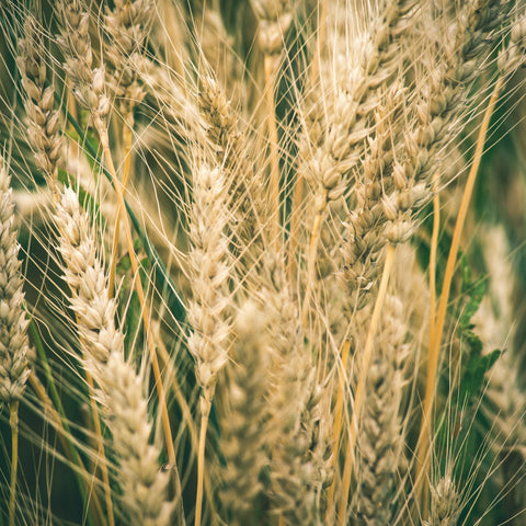 Hydrolysed wheat protein